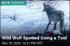 This Is the First Reported Tool Use by a Wild Wolf