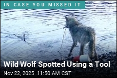 This Is the First Reported Tool Use by a Wild Wolf