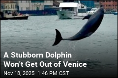 Venice Tries to Nudge Dolphin Away for His Safety. He Won't Go