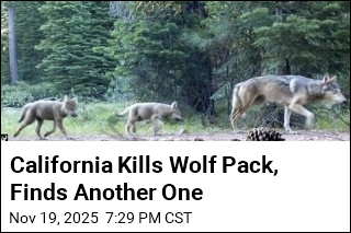 California Has a New Wolf Pack
