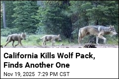 California Has a New Wolf Pack