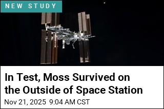 Moss Spores Tough It Out on Outside of the Space Station