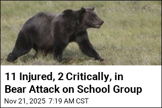 11 Injured in Bear Attack on Kids, Teachers