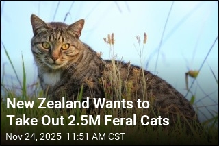 New Zealand&#39;s New Goal: Eradicate Feral Cats