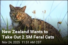 New Zealand&#39;s New Goal: Eradicate Feral Cats