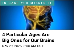 Four Particular Ages Are Big Ones for Our Brains