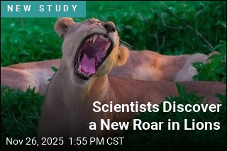 Scientists Discover a New Roar in Lions