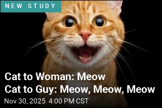 Cats May Meow More for Men