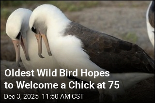 Oldest Wild Bird Hopes to Welcome a Chick at 75