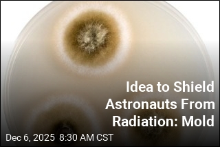 Chernobyl Fungus Might One Day Shield Astronauts in Space