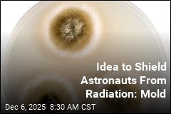 Chernobyl Fungus Might One Day Shield Astronauts in Space