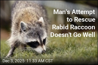 Man Risks Own Life Trying to Save Rabid Raccoon