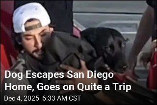 Lifeguards Rescue Lost Dog at Sea With Help From AirTag