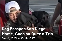 Lifeguards Rescue Lost Dog at Sea With Help From AirTag