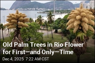 Old Palm Trees in Rio Flower for First&mdash;and Only&mdash;Time