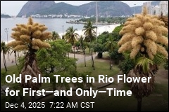 Old Palm Trees in Rio Flower for First&mdash;and Only&mdash;Time