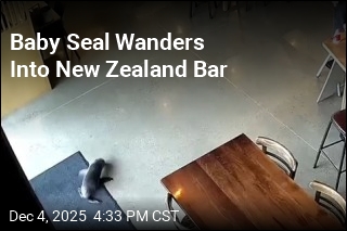 Baby Seal Wanders Into New Zealand Bar