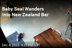 Baby Seal Wanders Into New Zealand Bar