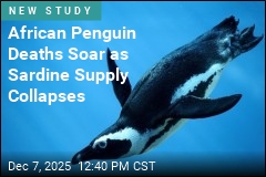African Penguin Deaths Soar as Sardine Supply Collapses