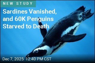 African Penguin Deaths Soar as Sardine Supply Collapses