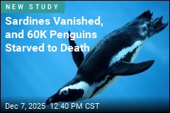 African Penguin Deaths Soar as Sardine Supply Collapses