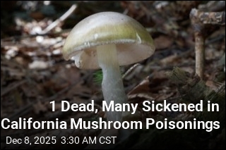 1 Dead, Many Sickened in California Mushroom Poisonings