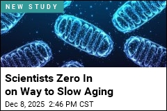 Scientists Zero In on Way to Slow Aging