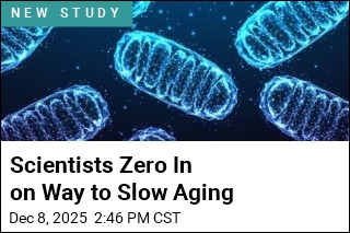 Scientists Zero In on Way to Slow Aging
