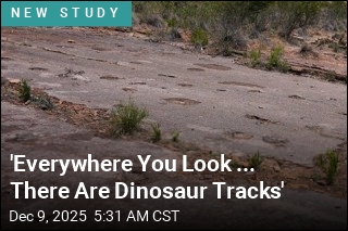 &#39;Everywhere You Look ... There Are Dinosaur Tracks&#39;