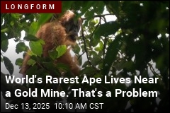 World&#39;s Rarest Ape Lives Near a Gold Mine&mdash;Problematically