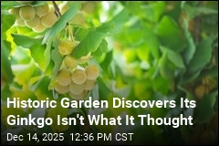 Historic Garden Discovers Its Ginkgo Isn&#39;t What It Thought