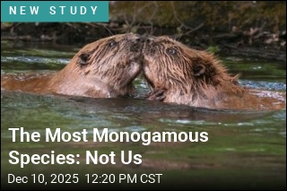 On the Monogamy Front, Beavers Have Us Beat