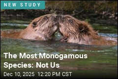 On the Monogamy Front, Beavers Have Us Beat