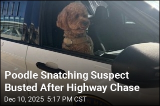 Poodle Snatching Suspect Busted After Highway Chase