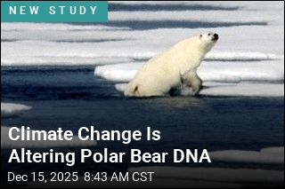 Climate Change Is Altering Polar Bear DNA