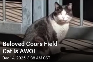 Beloved Coors Field Cat Is AWOL