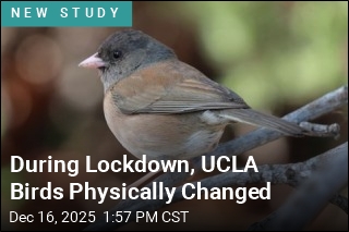 During Lockdown, Campus Birds Physically Changed