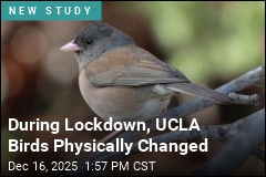 During Lockdown, Campus Birds Physically Changed