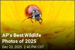 AP's Best Wildlife Photos of 2025