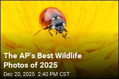 AP's Best Wildlife Photos of 2025
