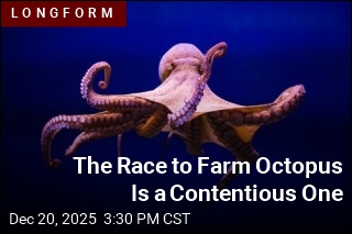 The Race to Farm Octopus Is a Contentious One