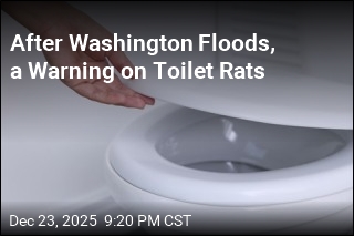 After Washington Floods, a Warning on Toilet Rats
