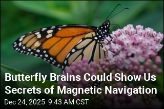 Butterfly Brains Could Reveal Secrets of Magnetic Navigation