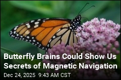 Butterfly Brains Could Reveal Secrets of Magnetic Navigation