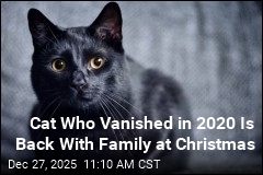 Cat Who Vanished in 2020 Is Back With Family at Christmas