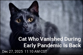 Cat Who Vanished in 2020 Is Back With Family at Christmas