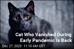 Cat Who Vanished in 2020 Is Back With Family at Christmas