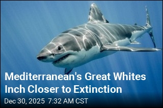 Mediterranean's Great Whites Inch Closer to Extinction