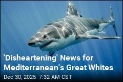 Mediterranean's Great Whites Inch Closer to Extinction
