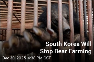 South Korea Will Stop Bear Farming